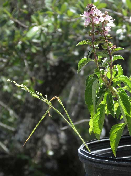 Millet, PANICUM MILIACEUM