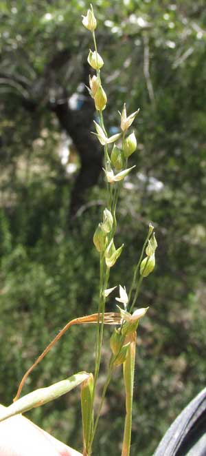 Millet, PANICUM MILIACEUM, flowring head