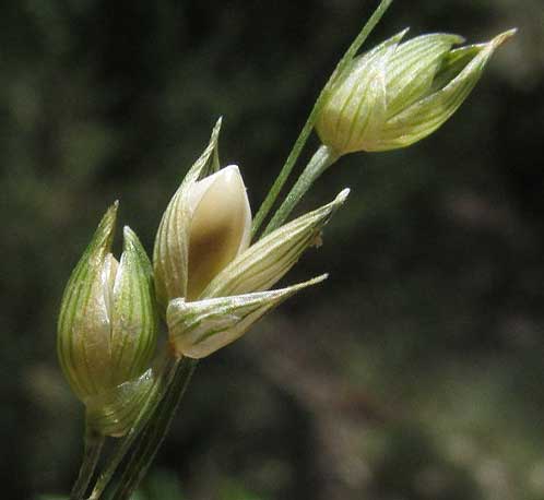 Millet, PANICUM MILIACEUM, spikelets showing 