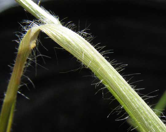 Millet, PANICUM MILIACEUM, hairy sheath