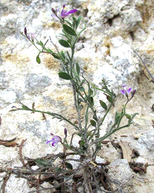 Shrubby or Purple Milkwort, POLYGALA LINDHEIMERI