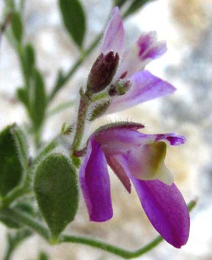 Shrubby or Purple Milkwort, POLYGALA LINDHEIMERI, flower from front