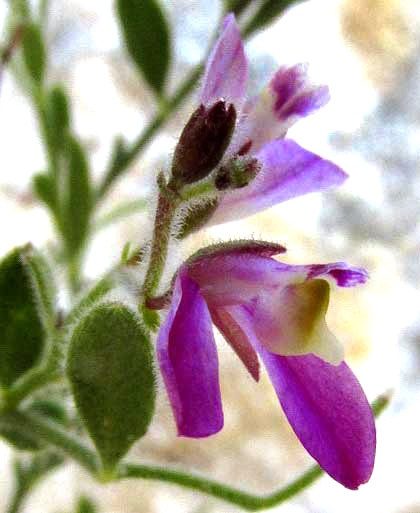 Shrubby or Purple Milkwort, POLYGALA LINDHEIMERI, flower from front