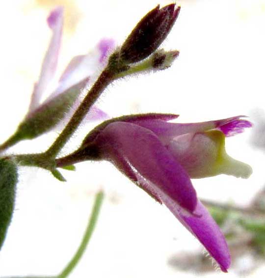 Shrubby or Purple Milkwort, POLYGALA LINDHEIMERI, side view