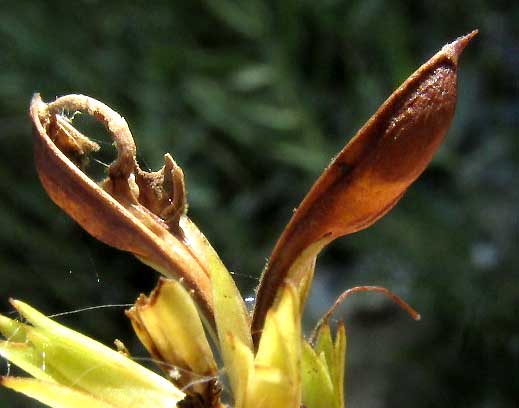 Water-willow, JUSTICIA AMERICANA, opened fruit