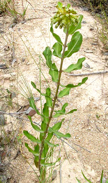 Green Milkweed, ASCLEPIAS VIRIDIFLORA