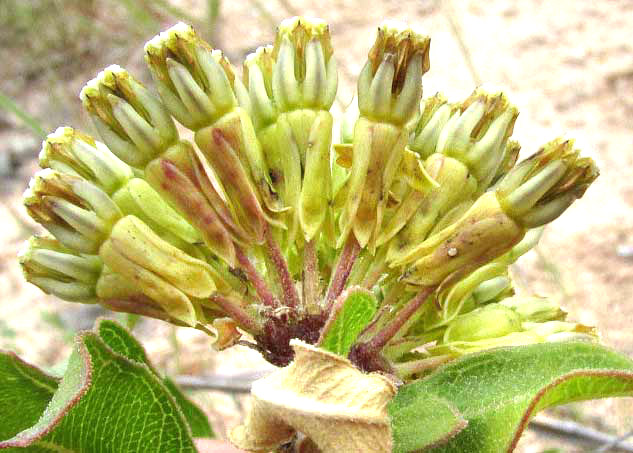 Green Milkweed, ASCLEPIAS VIRIDIFLORA, flowering head