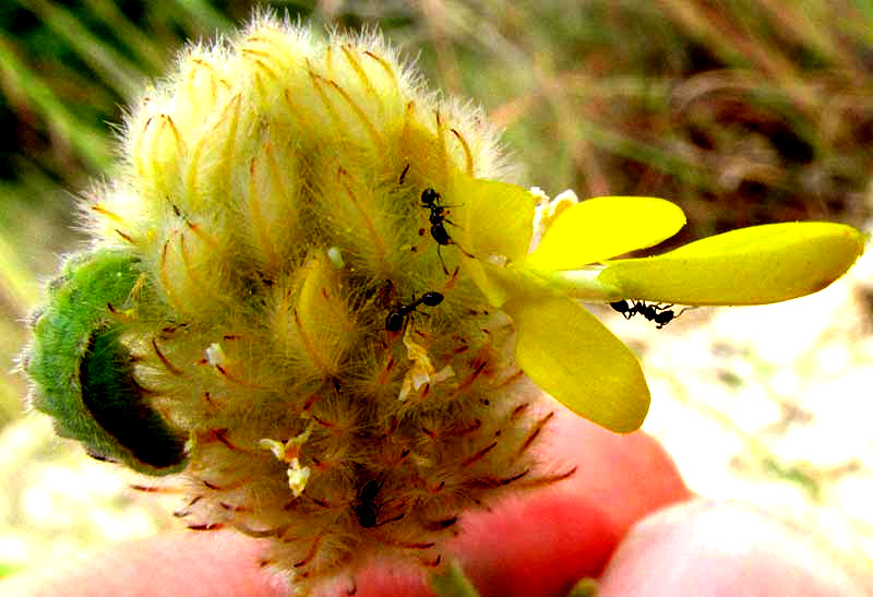 Golden Prairie-clover, DALEA AUREA, flowering head