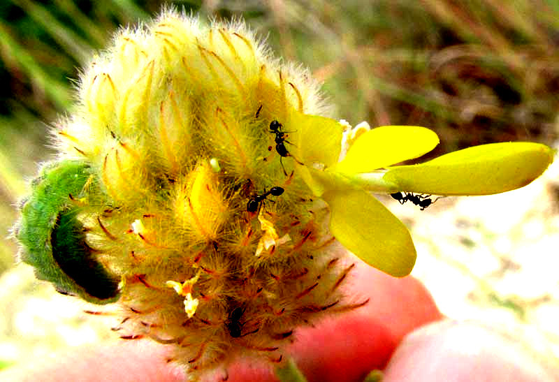 Golden Prairie-clover, DALEA AUREA, flowering head