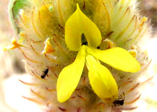 Golden Prairie-clover, DALEA AUREA, flower front view