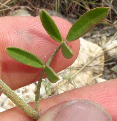 Golden Prairie-clover, DALEA AUREA, compound leaf