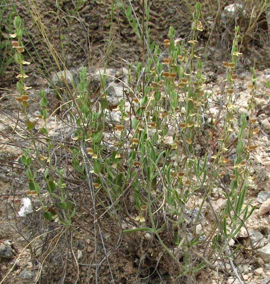 Wright's Skullcap, SCUTELLARIA WRIGHTII, stems with brown calyxes