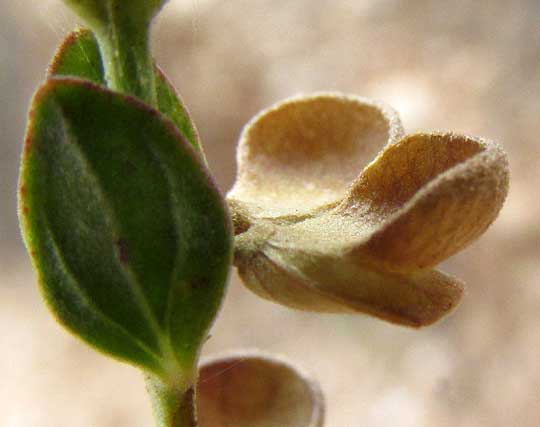 Wright's Skullcap, SCUTELLARIA WRIGHTII, brown calyxes