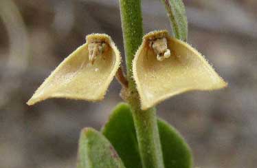 Wright's Skullcap, SCUTELLARIA WRIGHTII, mature calyx with top knocked off