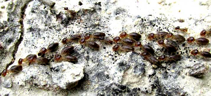 Tenuirostritermes cinereus, line of workers