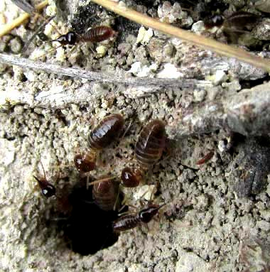 Tenuirostritermes cinereus, soldiers guarding hole as workers enter