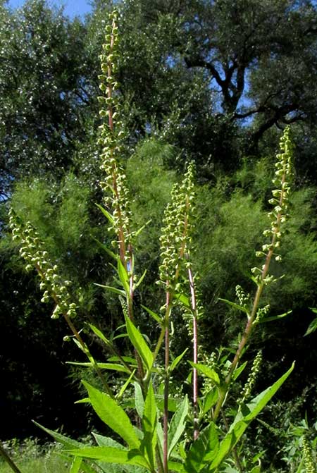 Giant Ragweed, AMBROSIA TRIFIDA, racemes