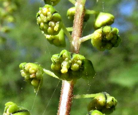 Giant Ragweed, AMBROSIA TRIFIDA, male flower heads