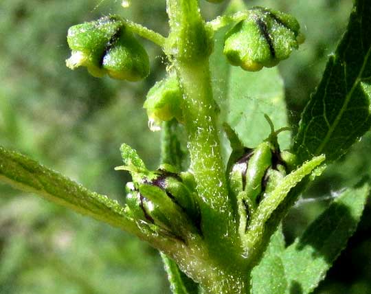 Giant Ragweed, AMBROSIA TRIFIDA, male & female flowering heads