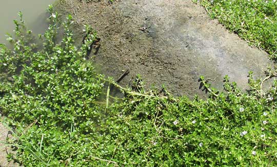 Coastal Water-hyssop, BACOPA MONNIERI, mat