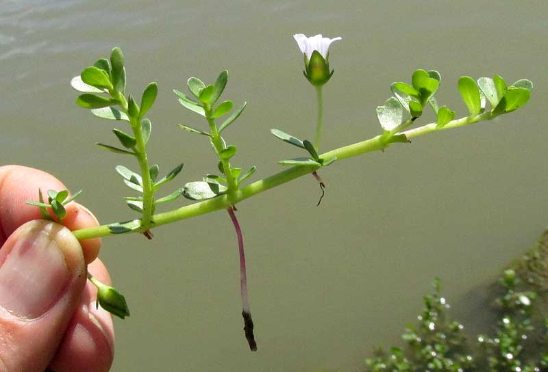 Coastal Water-hyssop, BACOPA MONNIERI, flower and root