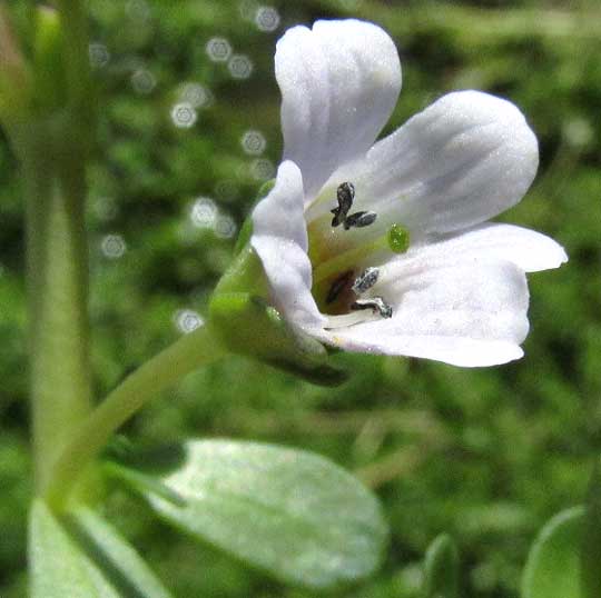 Coastal Water-hyssop, BACOPA MONNIERI, flower