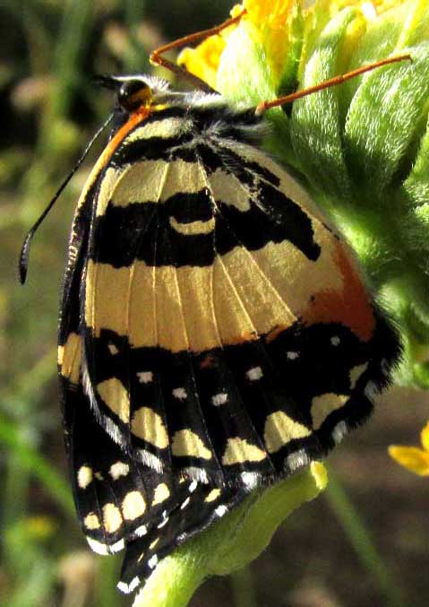 Bordered Patch, CHLOSYNE LACINIA, freshly emerged