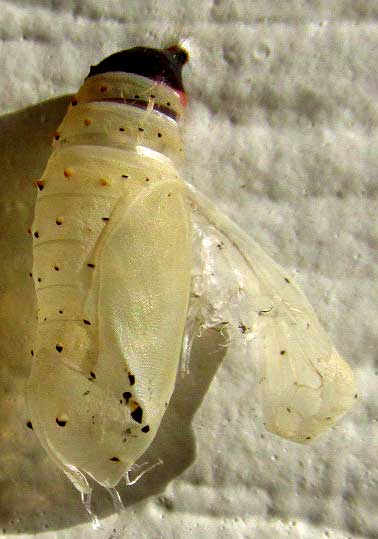 Bordered Patch, CHLOSYNE LACINIA, chrysalis case abandoned