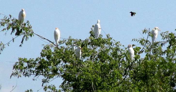 Cattle Egrets, BUBULCUS IBIS, in trees