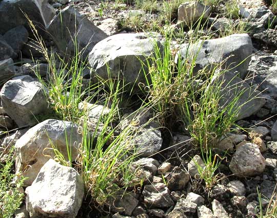 Hall's Panicum, PANICUM HALLII, curly leaves