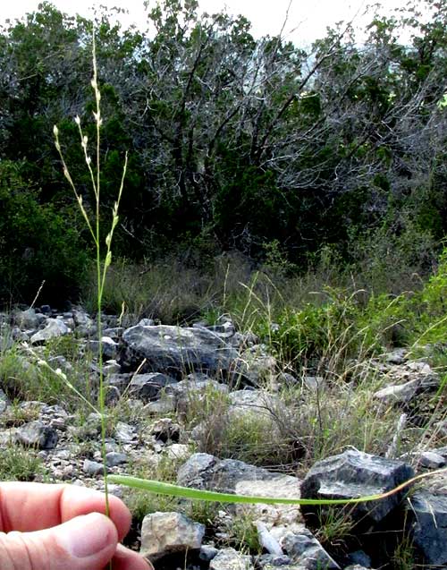 Hall's Panicum, PANICUM HALLII, panicle