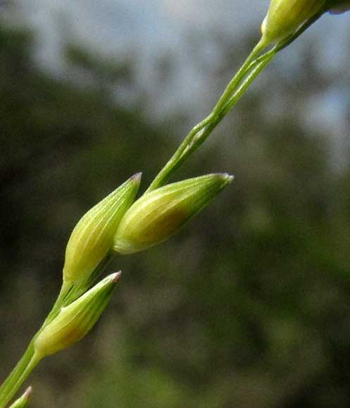 Hall's Panicum, PANICUM HALLII, spikelets