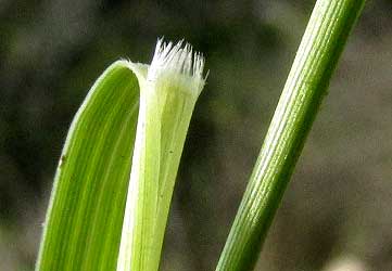 Hall's Panicum, PANICUM HALLII, ligule & glabrous sheath