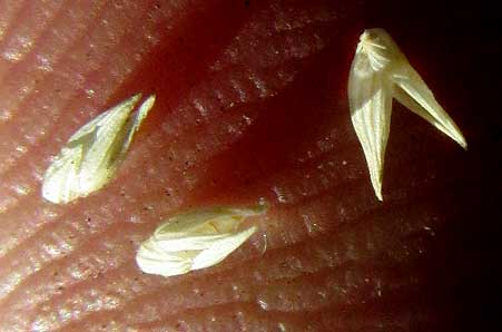 Hall's Panicum, PANICUM HALLII, mature spikelets fallen off