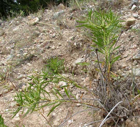 Texas Toothleaf, STILLINGIA TEXANA