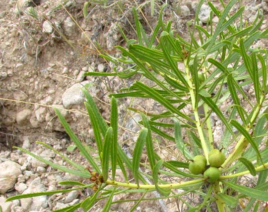 Texas Toothleaf, STILLINGIA TEXANA, top-branching stem with fruit