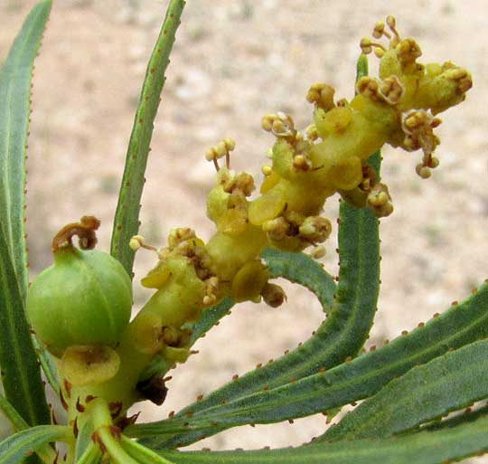 Texas Toothleaf, STILLINGIA TEXANA, male & female flowers