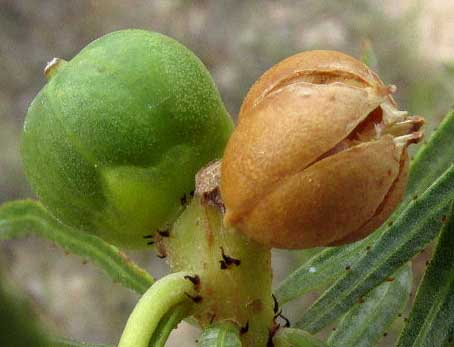 Texas Toothleaf, STILLINGIA TEXANA, splitting fruit