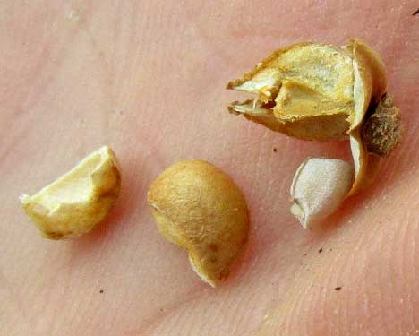 Texas Toothleaf, STILLINGIA TEXANA, split capsule and seed
