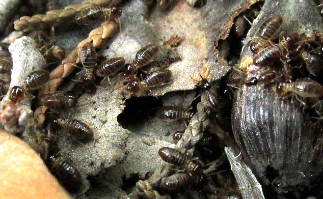 Tenuirostritermes cinereus, workers at work