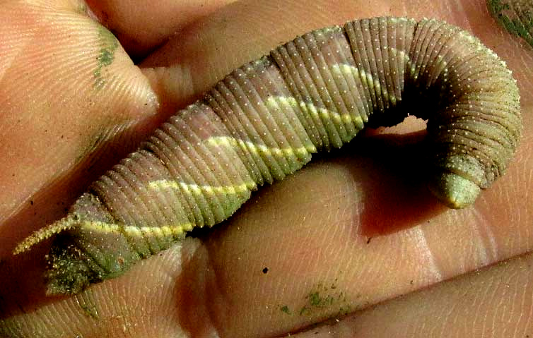 Walnut Sphinx Hornworm, AMORPHA JUGLANDIS