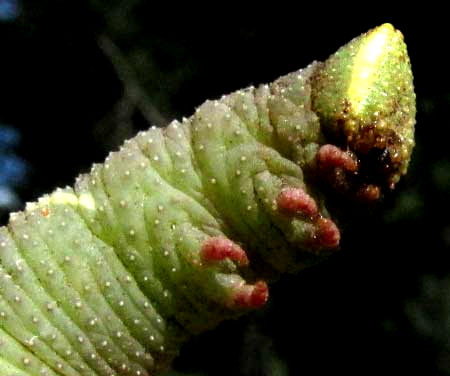 Walnut Sphinx Hornworm, AMORPHA JUGLANDIS, head