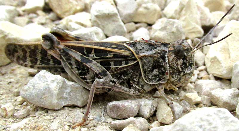 Wrinkled Grasshopper, HIPPISCUS OCELOTE