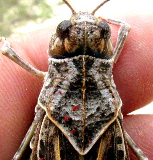 Wrinkled Grasshopper, HIPPISCUS OCELOTE, pronotum from above