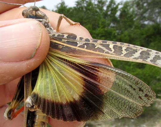 Wrinkled Grasshopper, HIPPISCUS OCELOTE, yellow & black wings