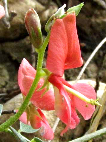 Coastal Indigo, INDIGOFERA MINIATA, flower