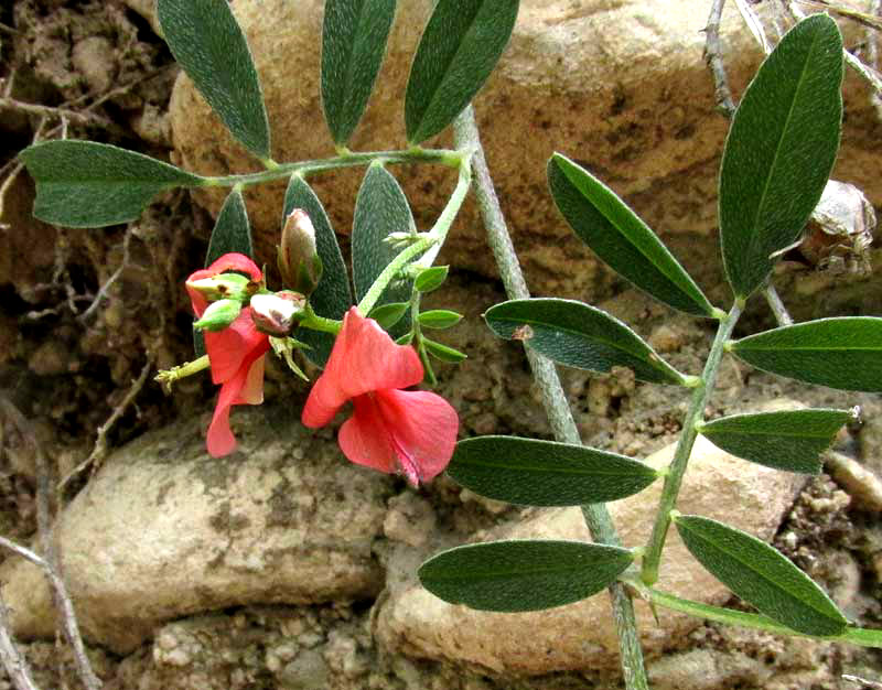 Coastal Indigo, INDIGOFERA MINIATA, leaves & flower