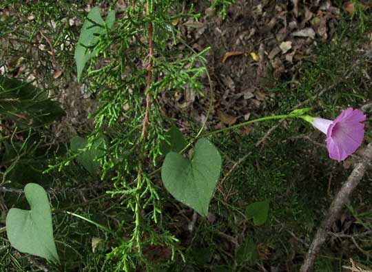 Tie Vine, IPOMOEA CORDATOTRILOBA var. torreyana