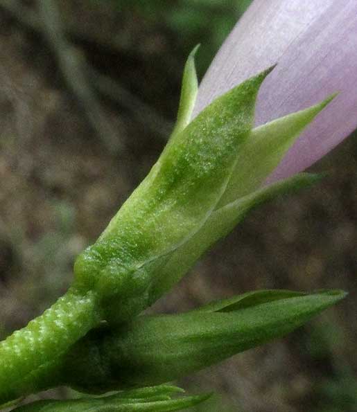 Tie Vine, IPOMOEA CORDATOTRILOBA var. torreyana, hairless calyx