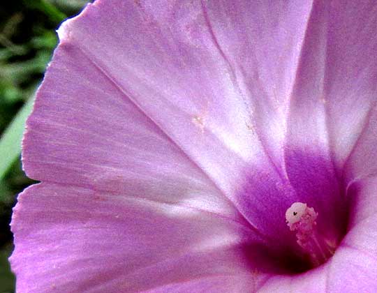 Tie Vine, IPOMOEA CORDATOTRILOBA var. torreyana, flower center